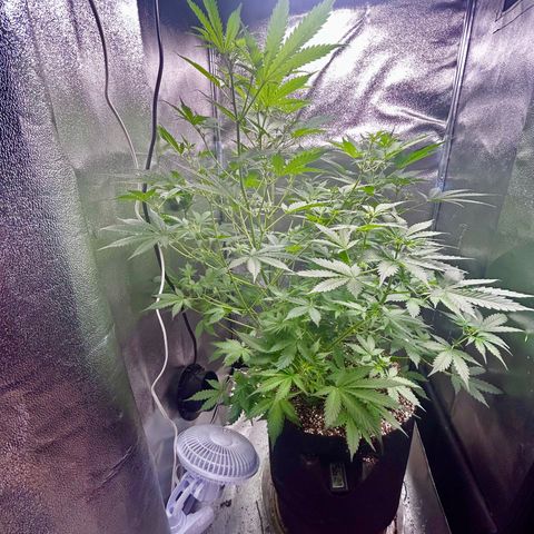 Zkittlez Auto #4 growlog timeline photo