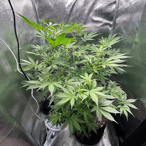 Zkittlez Auto #4 growlog timeline photo