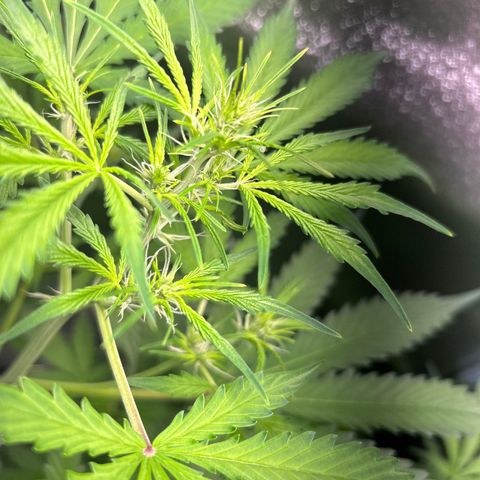 Zkittlez Auto #4 growlog timeline photo