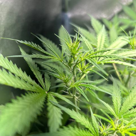 Zkittlez Auto #4 growlog timeline photo