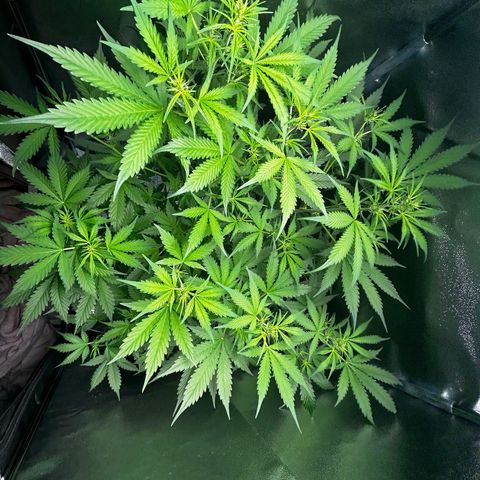 Zkittlez Auto #4 growlog timeline photo