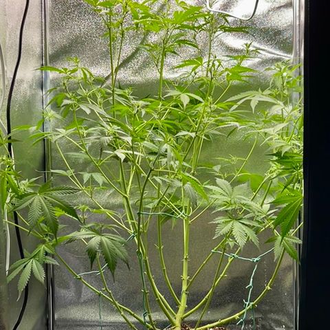 Zkittlez Auto #4 growlog timeline photo