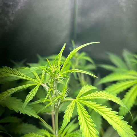 Zkittlez Auto #4 growlog timeline photo
