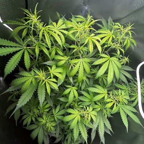 Zkittlez Auto #4 growlog timeline photo