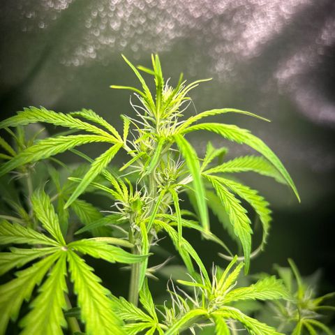 Zkittlez Auto #4 growlog timeline photo