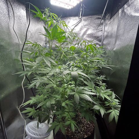 Zkittlez Auto #4 growlog timeline photo