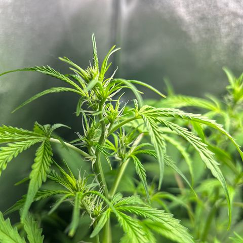Zkittlez Auto #4 growlog timeline photo