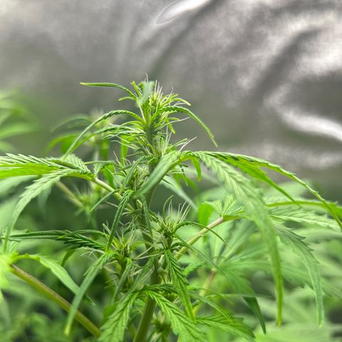Zkittlez Auto #4 growlog timeline photo