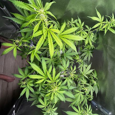 Zkittlez Auto #4 growlog timeline photo