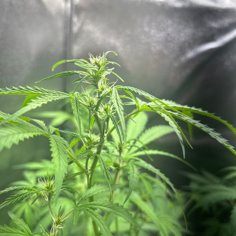 Zkittlez Auto #4 growlog timeline photo