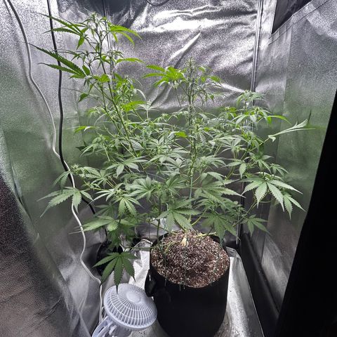 Zkittlez Auto #4 growlog timeline photo