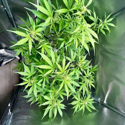 Zkittlez Auto #4 growlog timeline photo