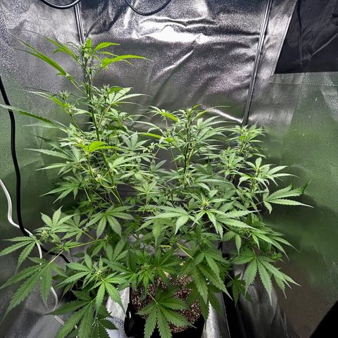 Zkittlez Auto #4 growlog timeline photo
