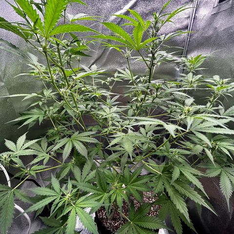 Zkittlez Auto #4 growlog timeline photo