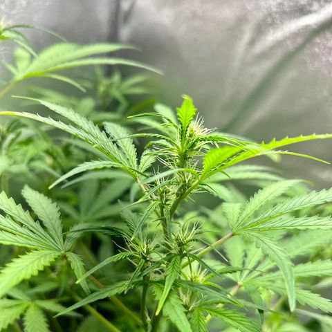 Zkittlez Auto #4 growlog timeline photo
