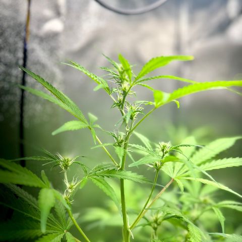 Zkittlez Auto #4 growlog timeline photo