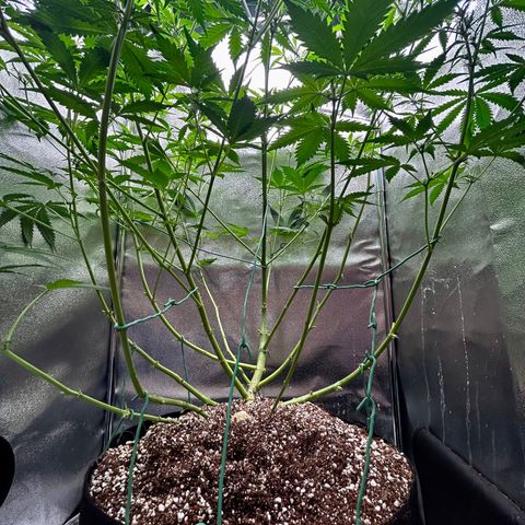Zkittlez Auto #4 growlog timeline photo
