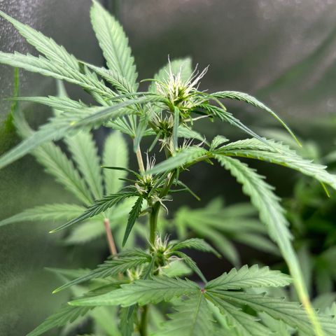 Zkittlez Auto #4 growlog timeline photo
