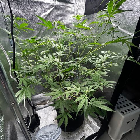 Zkittlez Auto #4 growlog timeline photo