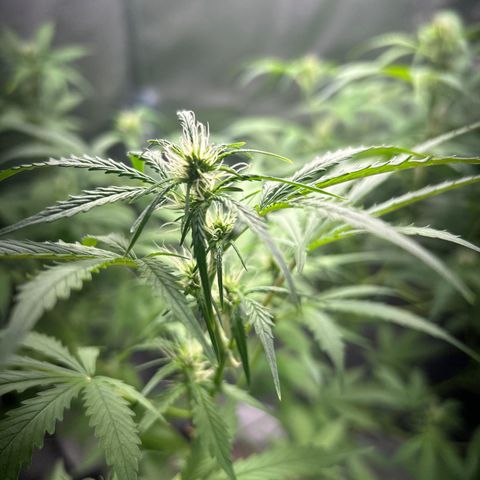Zkittlez Auto #4 growlog timeline photo