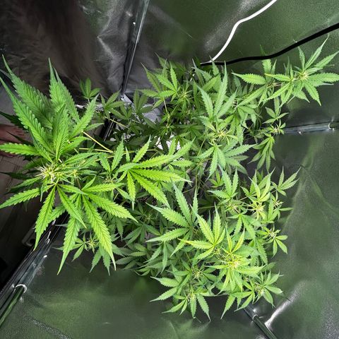 Zkittlez Auto #4 growlog timeline photo