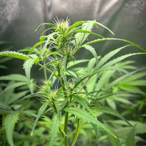 Zkittlez Auto #4 growlog timeline photo