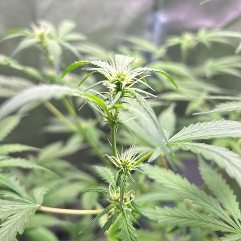 Zkittlez Auto #4 growlog timeline photo