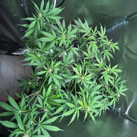 Zkittlez Auto #4 growlog timeline photo