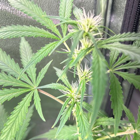 Zkittlez Auto #4 growlog timeline photo