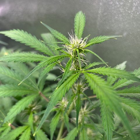 Zkittlez Auto #4 growlog timeline photo