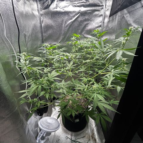 Zkittlez Auto #4 growlog timeline photo