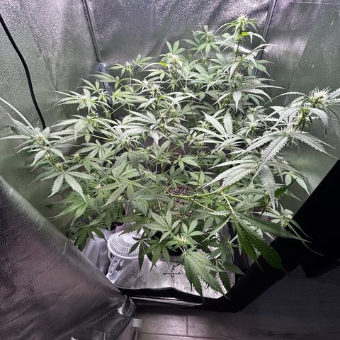 Zkittlez Auto #4 growlog timeline photo