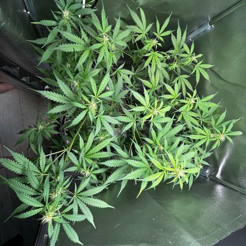 Zkittlez Auto #4 growlog timeline photo