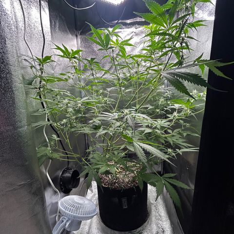 Zkittlez Auto #4 growlog timeline photo