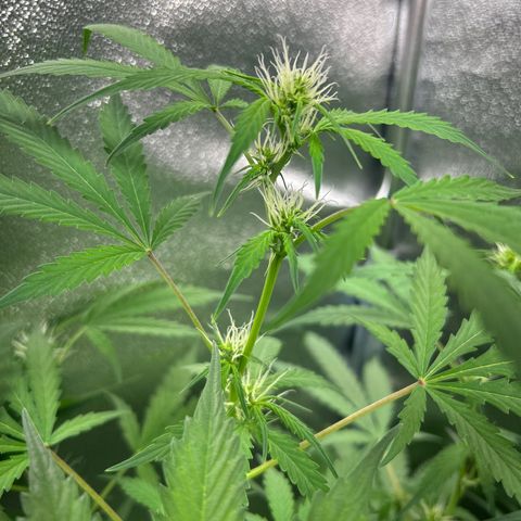 Zkittlez Auto #4 growlog timeline photo
