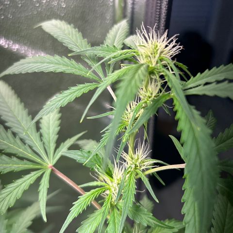 Zkittlez Auto #4 growlog timeline photo