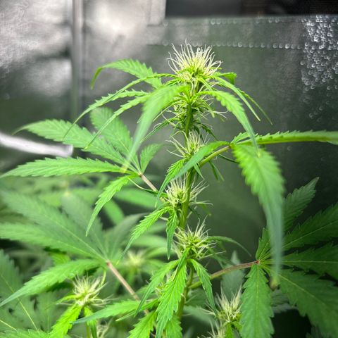 Zkittlez Auto #4 growlog timeline photo