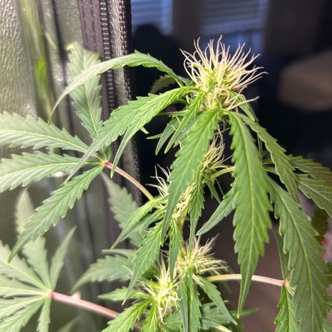 Zkittlez Auto #4 growlog timeline photo
