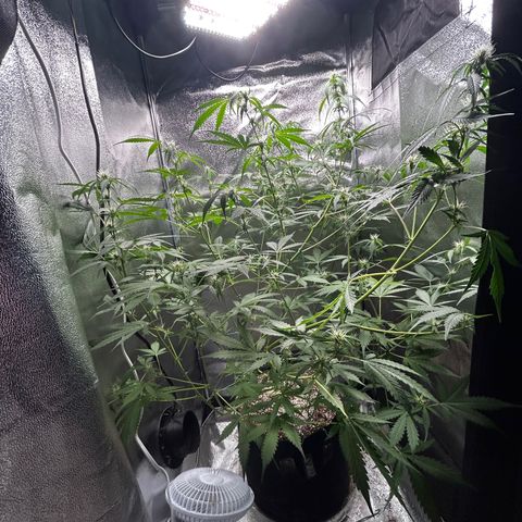 Zkittlez Auto #4 growlog timeline photo