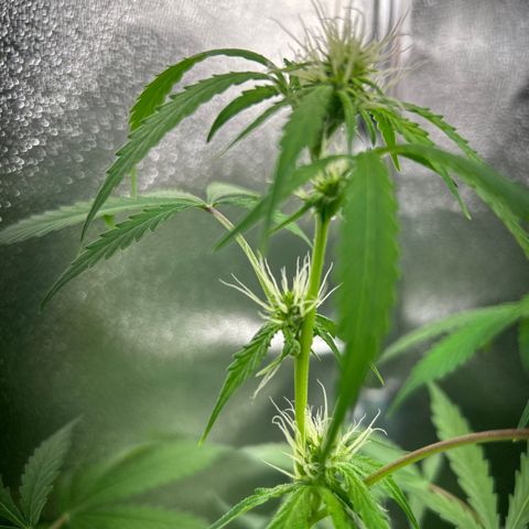 Zkittlez Auto #4 growlog timeline photo