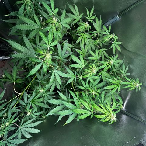 Zkittlez Auto #4 growlog timeline photo