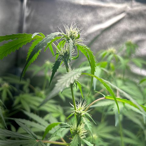 Zkittlez Auto #4 growlog timeline photo