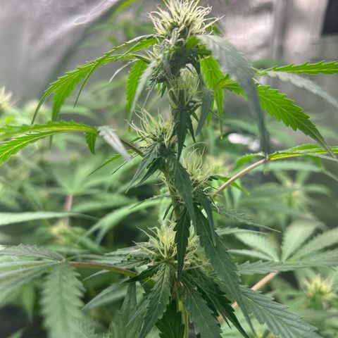 Zkittlez Auto #4 growlog timeline photo
