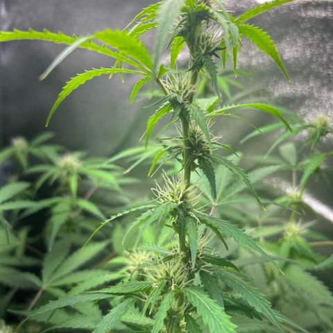 Zkittlez Auto #4 growlog timeline photo