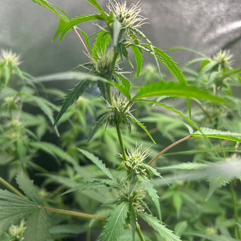 Zkittlez Auto #4 growlog timeline photo