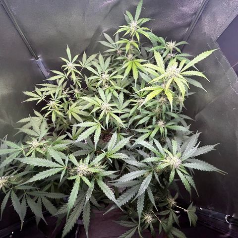 Zkittlez Auto #4 growlog timeline photo