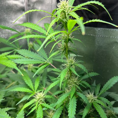 Zkittlez Auto #4 growlog timeline photo