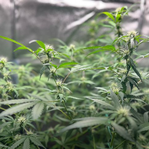 Zkittlez Auto #4 growlog timeline photo