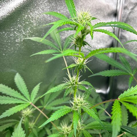 Zkittlez Auto #4 growlog timeline photo
