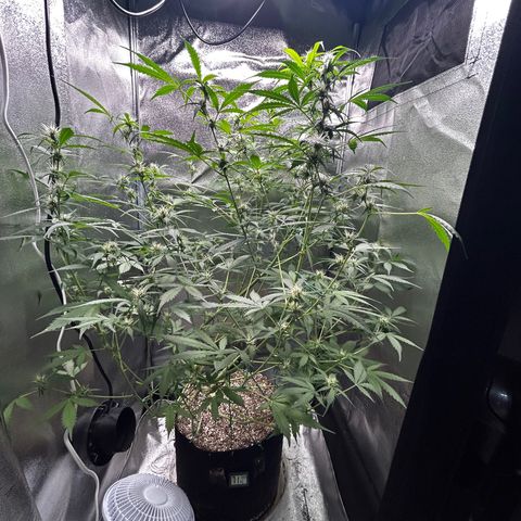 Zkittlez Auto #4 growlog timeline photo